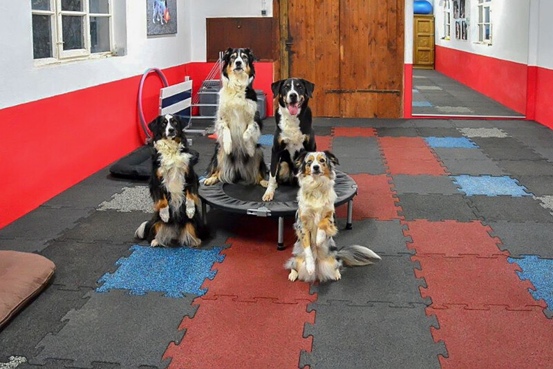 Ein Trainingsraum für Hunde ist mit WARCO Hundesport Platten in verschiedenen Farben ausgelegt. Auf einem Podest sitzend mehrere Hunde.