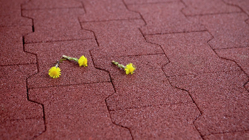 Das Foto zeigt eine Nahaufnahme von rotem Gummi-Verbundpflaster im Doppel-T-Format. Zwei kleine gelbe Blüten liegen locker auf der Oberfläche, wodurch die Struktur und Farbe des Materials besonders deutlich wird. Die elastische Oberfläche aus PU-gebundenem Gummigranulat ist feinporig, wasserdurchlässig und nahezu fugenlos verlegt. Die Aufnahme betont die ruhige, naturverbundene Wirkung und die Detailqualität des Materials.